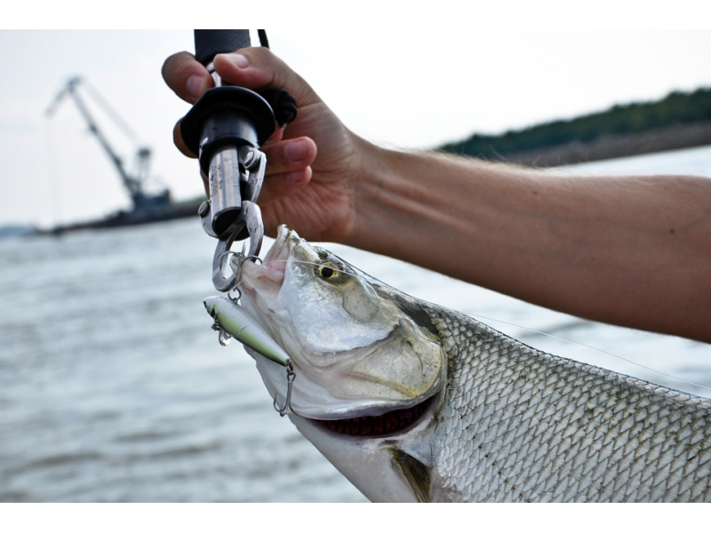 Pescuit la avat pe Dunare: avati selectivi 