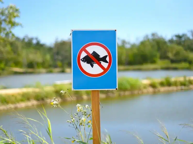 Prohibitia la pescuit in Romania, sezonul 2025 calendar oficial