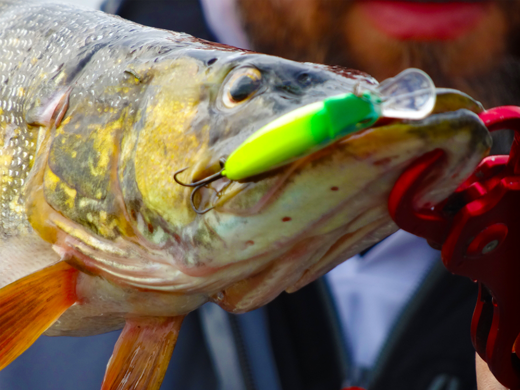 Top naluci pentru stiuca – recomandari pentru spinning si baitcasting